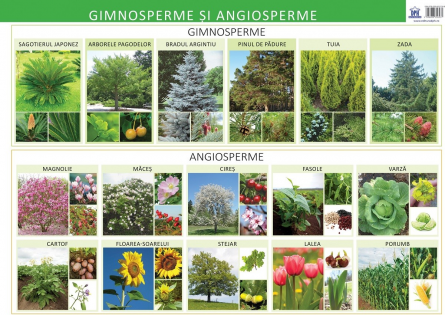 Gimnosperme si Angiosperme - Plansa - Editura DPH