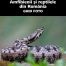 eBook pdf-Amfibienii si reptilele din Romania-Tiberiu